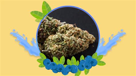 blue burberry weedsamen|Blueberry Marijuana Strain Information & Reviews .